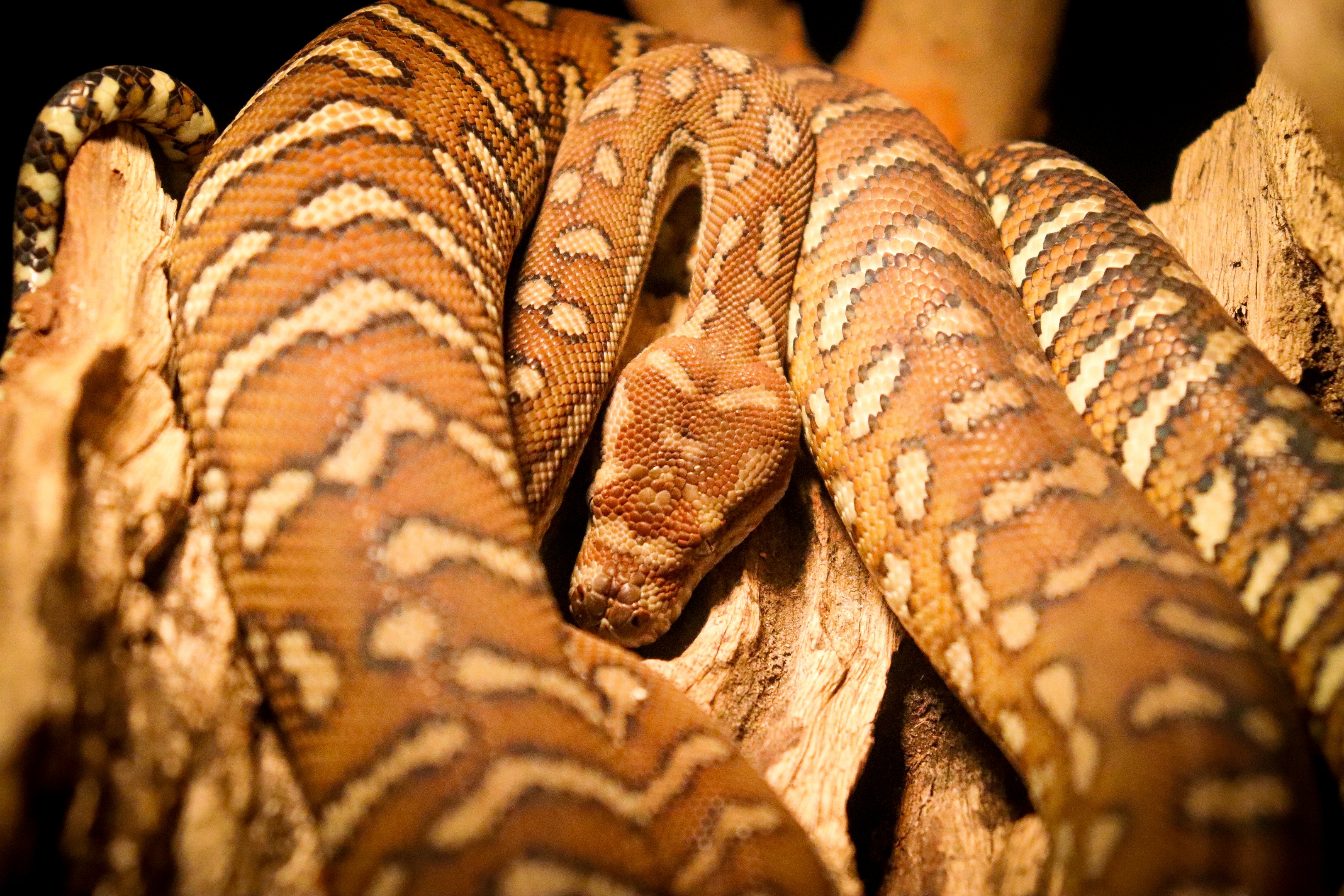 Centralian Carpet Python (Morelia bredli)