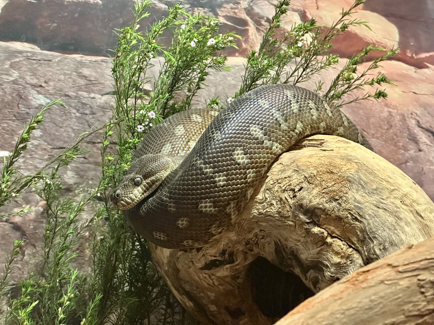 Centralian carpet python (Morelia bredli)