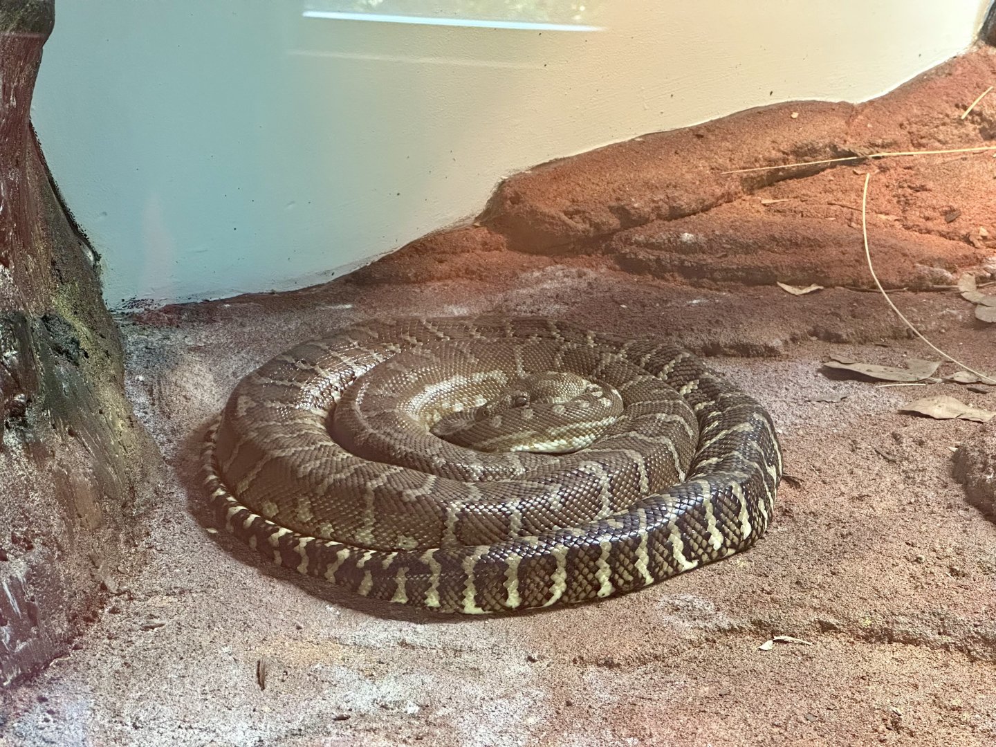 Centralian carpet python (Morelia bredli)