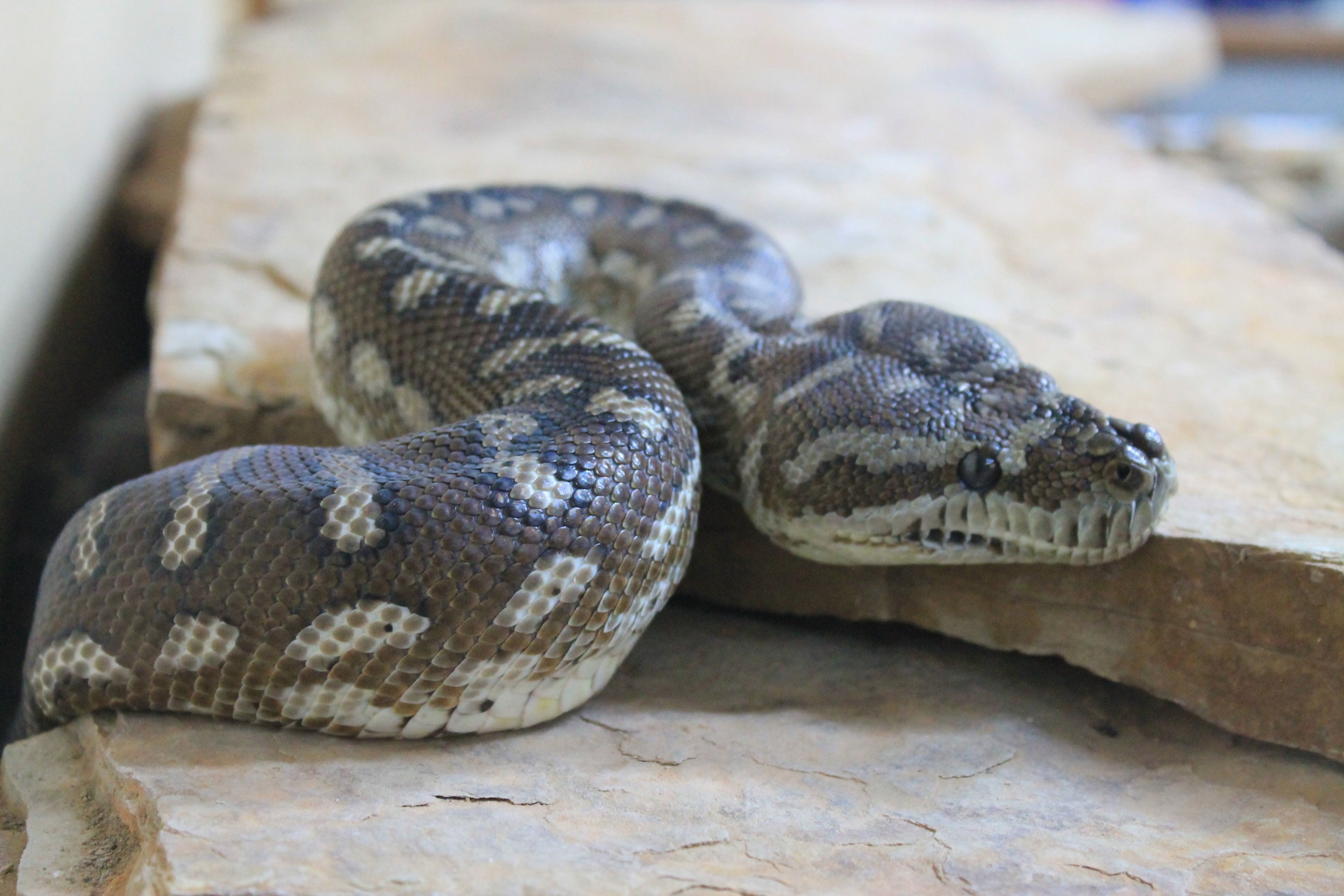 Centralian Carpet Python (Morelia bredli)