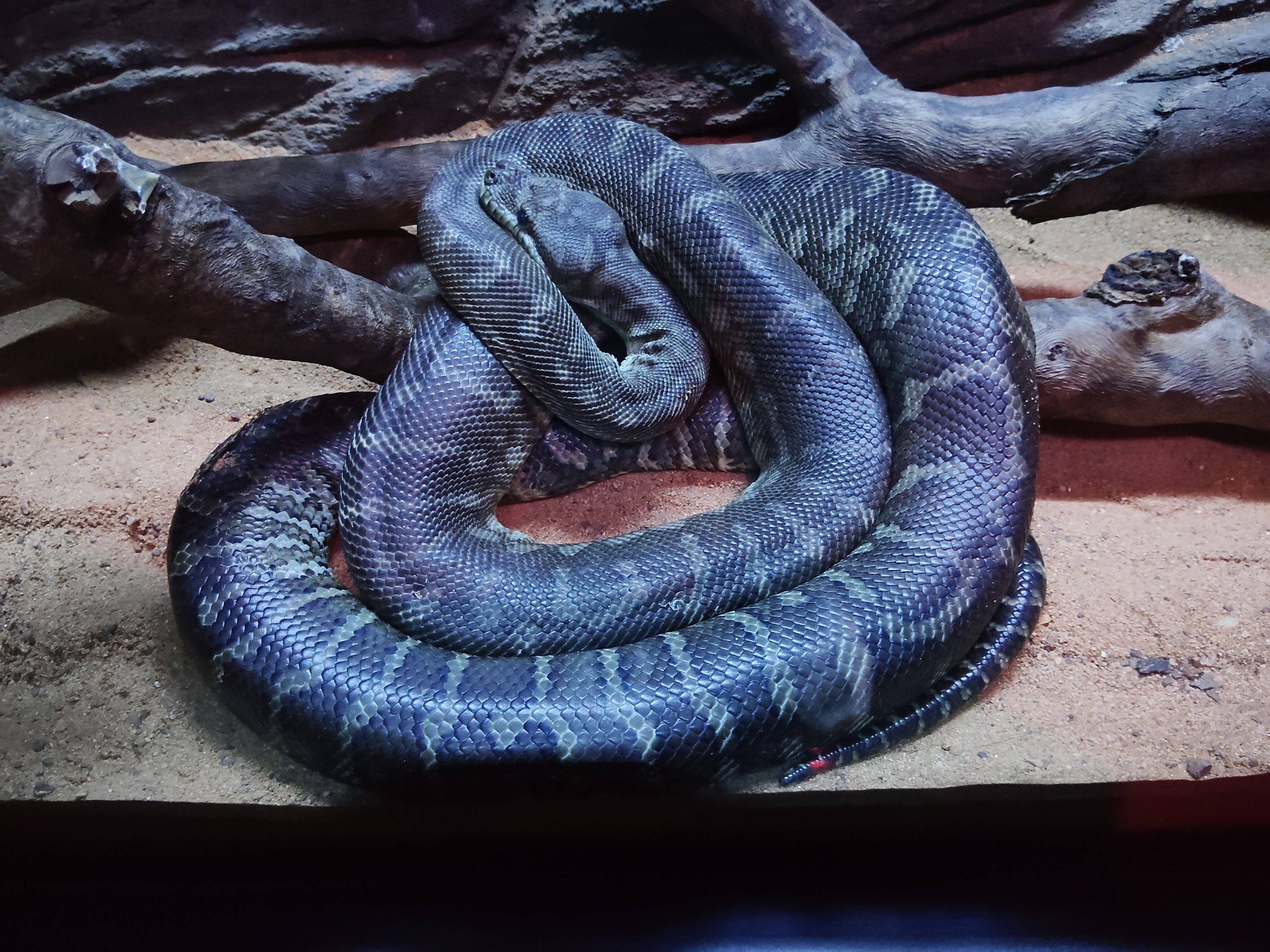 Centralian Carpet Python (Morelia bredlii)
