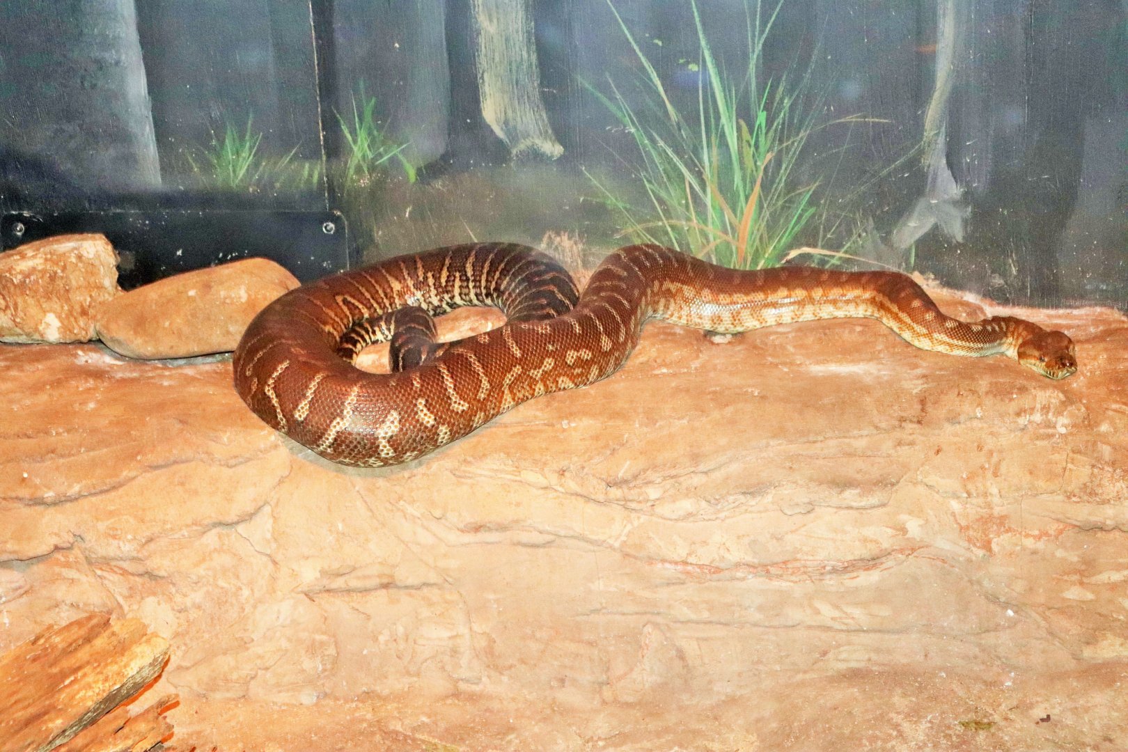 Centralian Carpet Python (Morelia spilota bredli)
