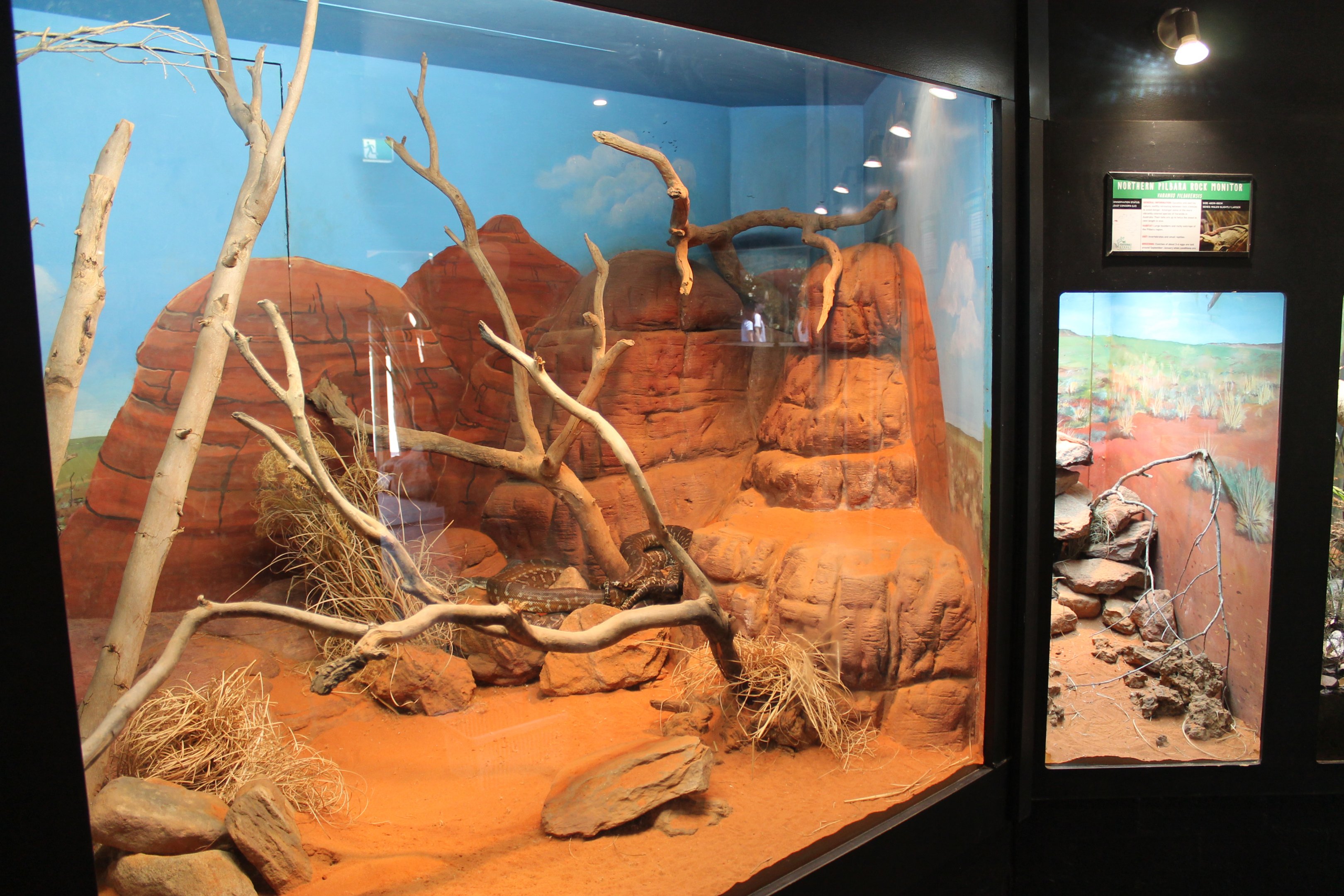 Centralian Carpet Python tank