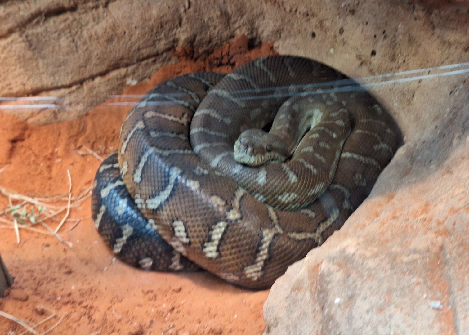 Centralian Carpet Python