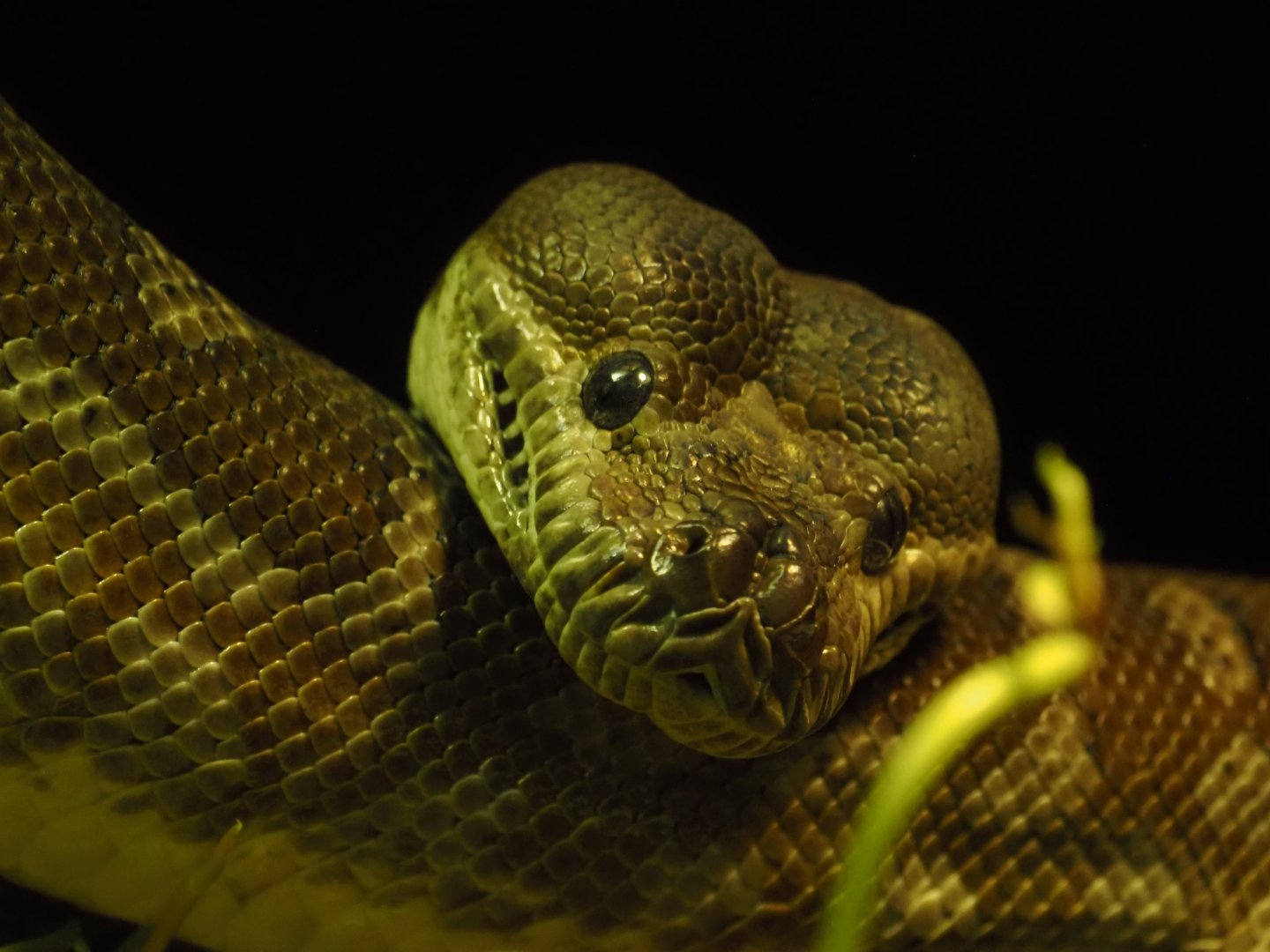 Centralian Carpet Python