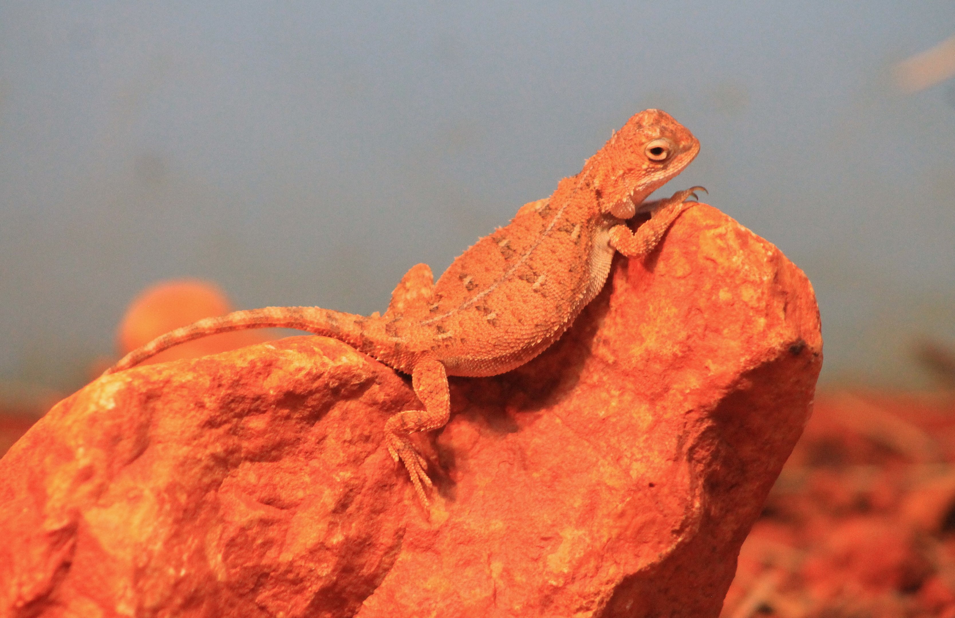 Centralian Earless Dragon (Tympanocryptis centralis)