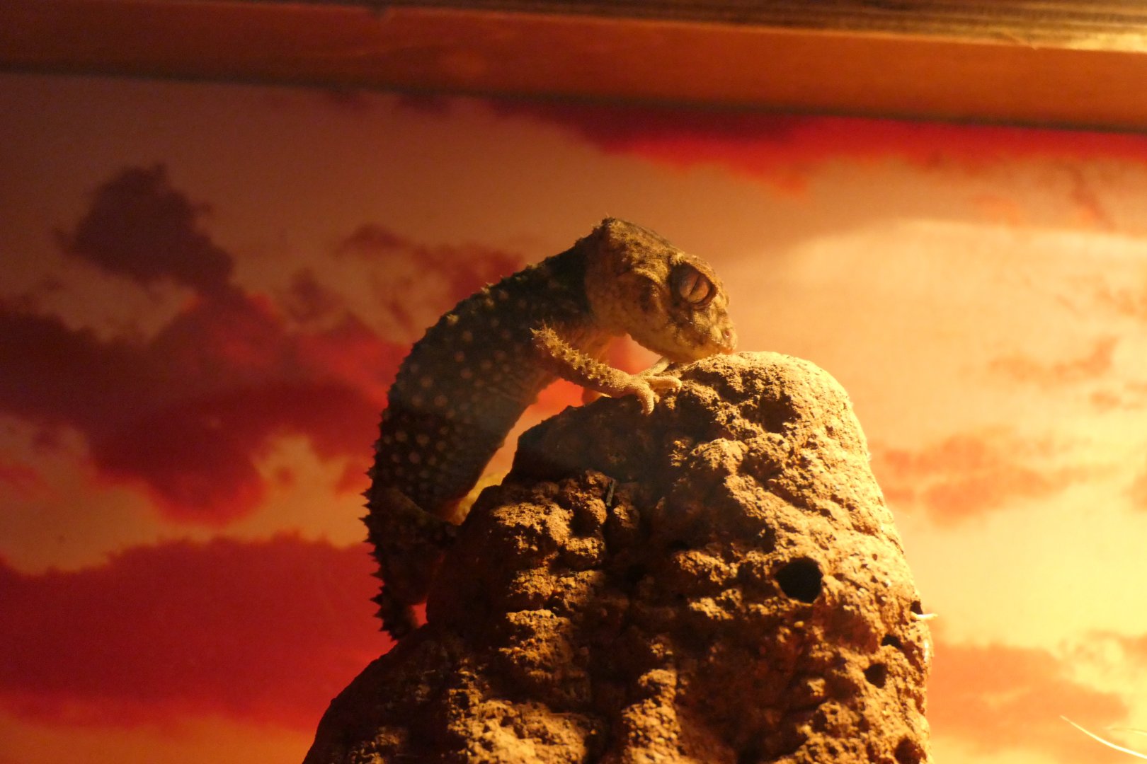 Centralian Knob-tail Gecko (Nephrurus amyae)