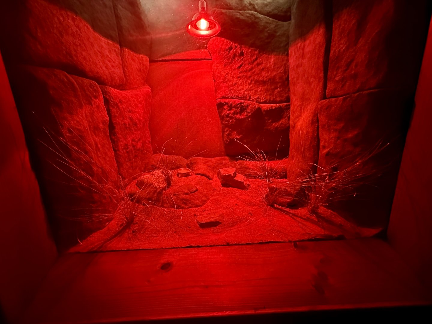 Centralian Knob-tailed Gecko Exhibit