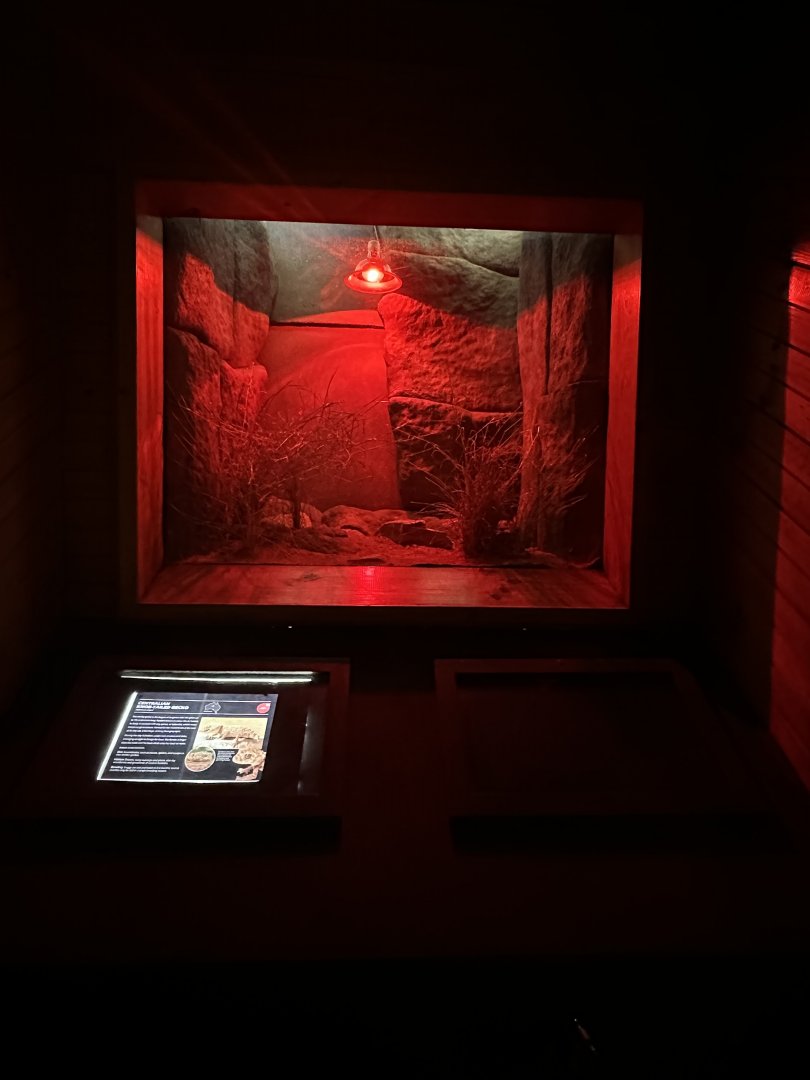 Centralian knob tailed gecko exhibit