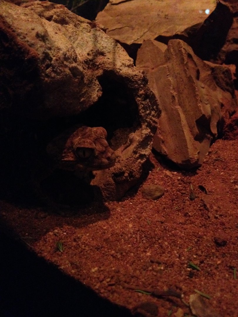 Centralian Knob-tailed Gecko (Nephrurus amyae)