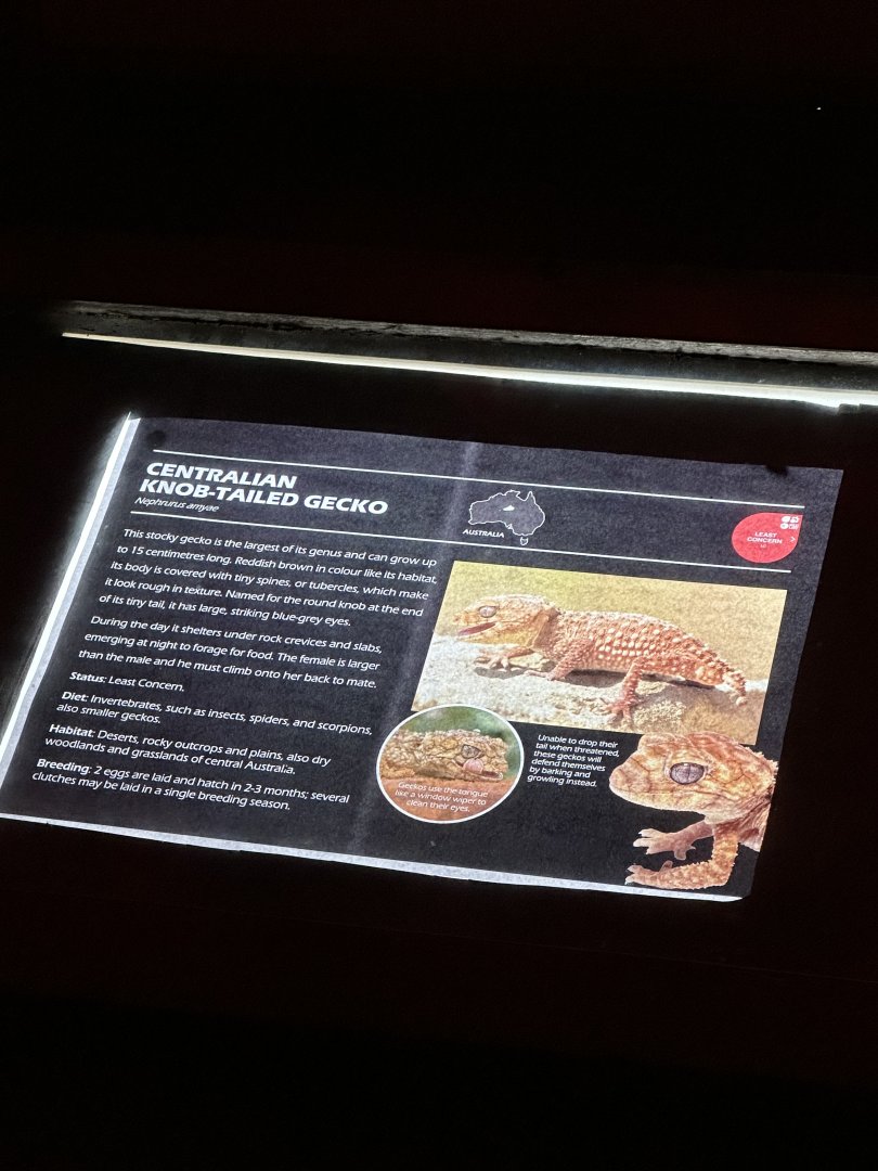 Centralian knob tailed gecko signage