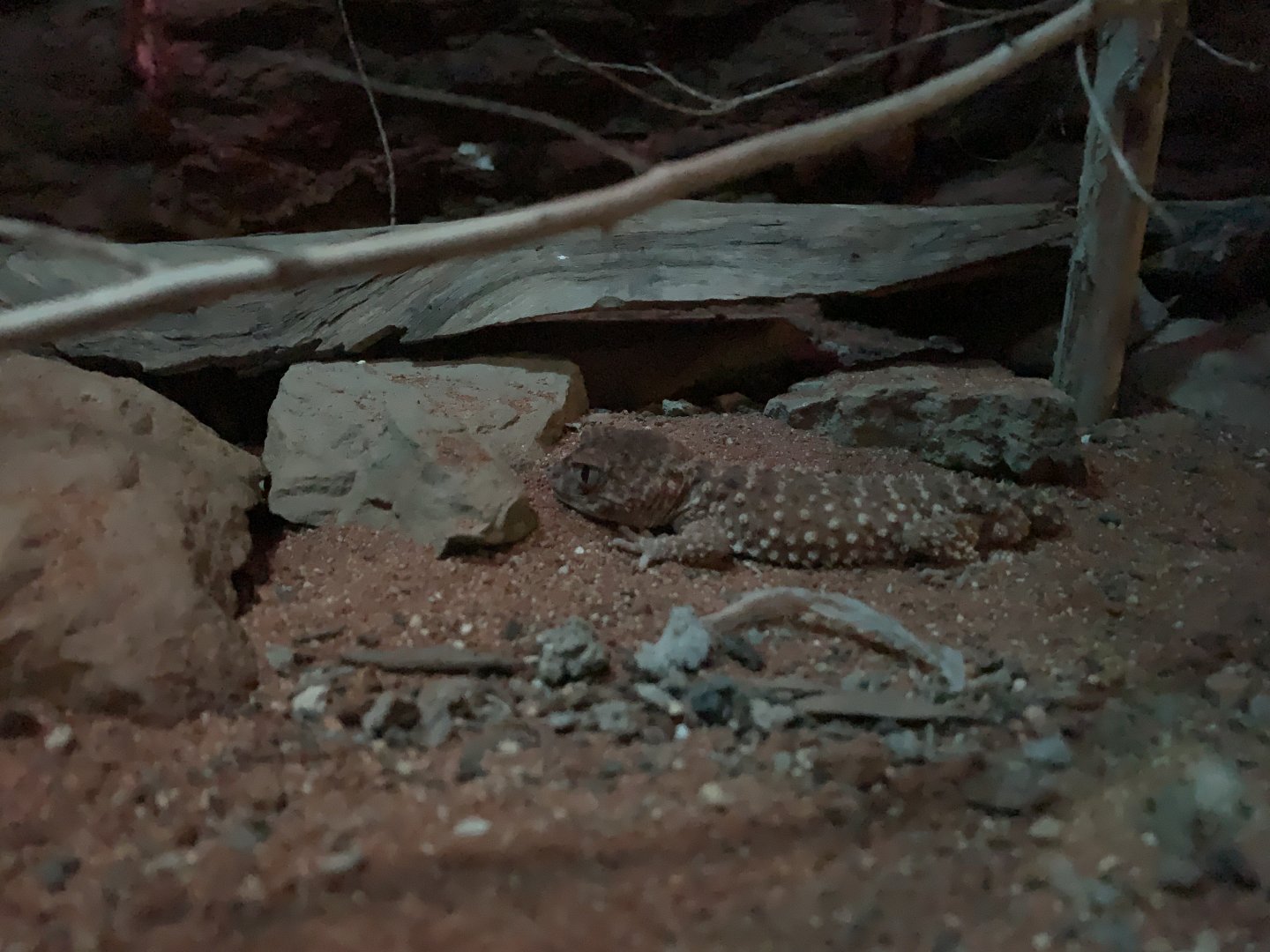 Centralian Knob-tailed Gecko
