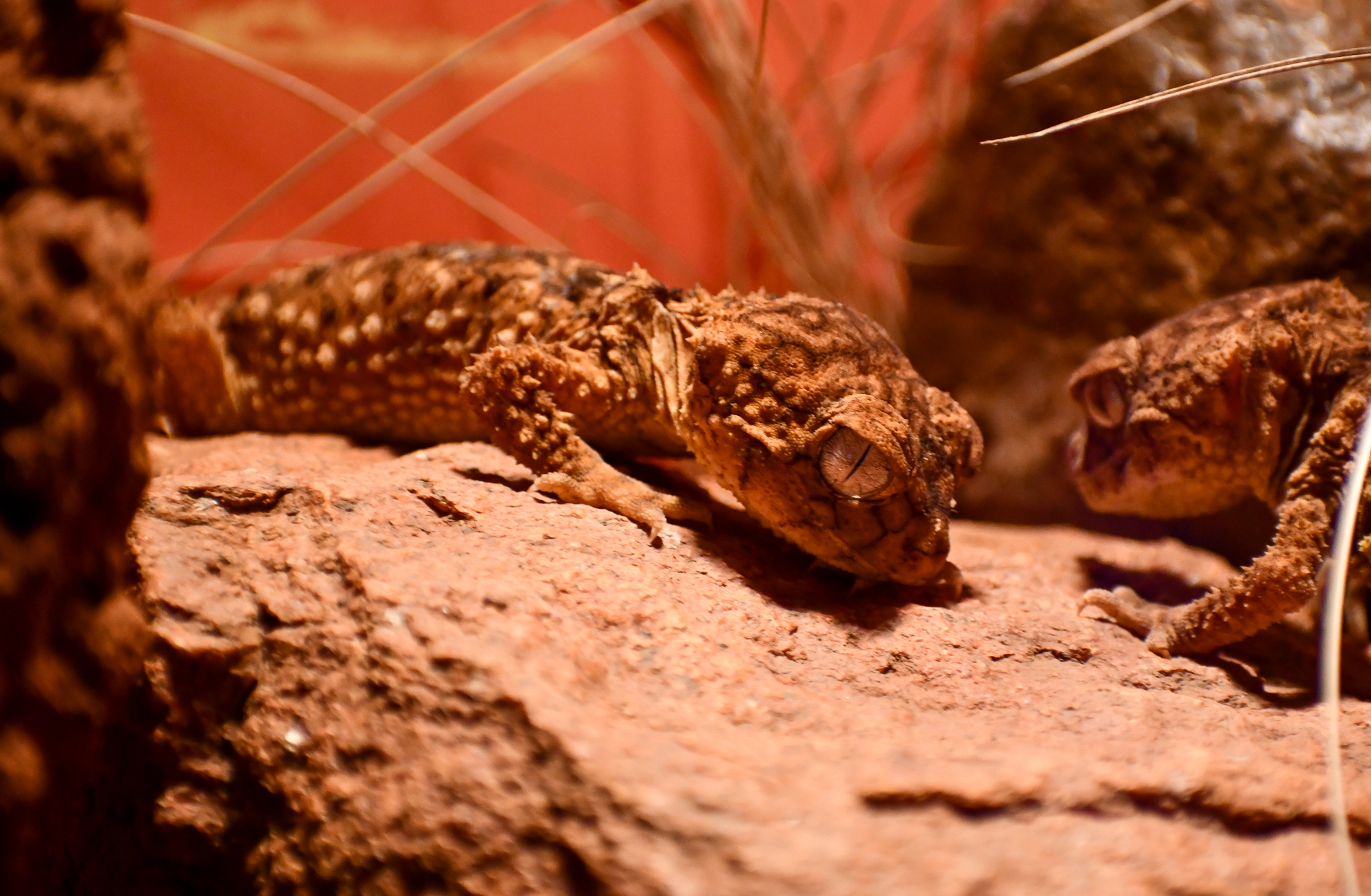 Centralian Knob-tailed Gecko