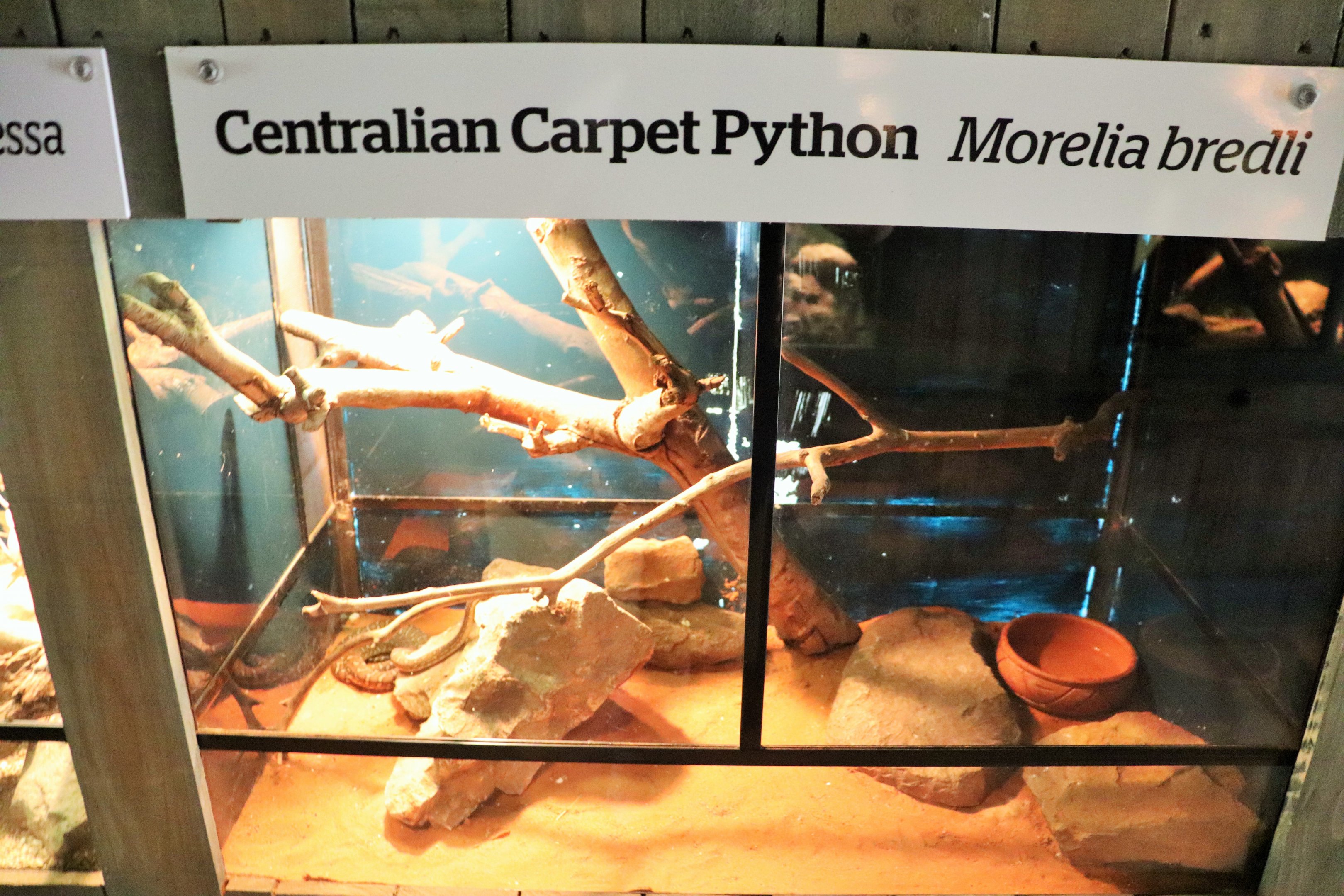 Centralian Python Enclosure
