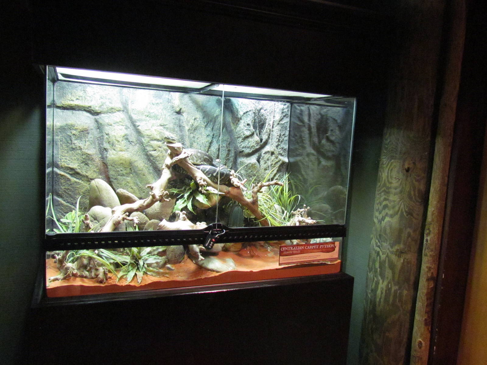 Centralian Python Exhibit