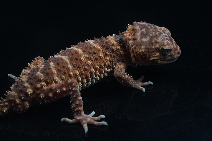 Centralian rough knob-tailed gecko (Nephrurus amyae) - Private facility