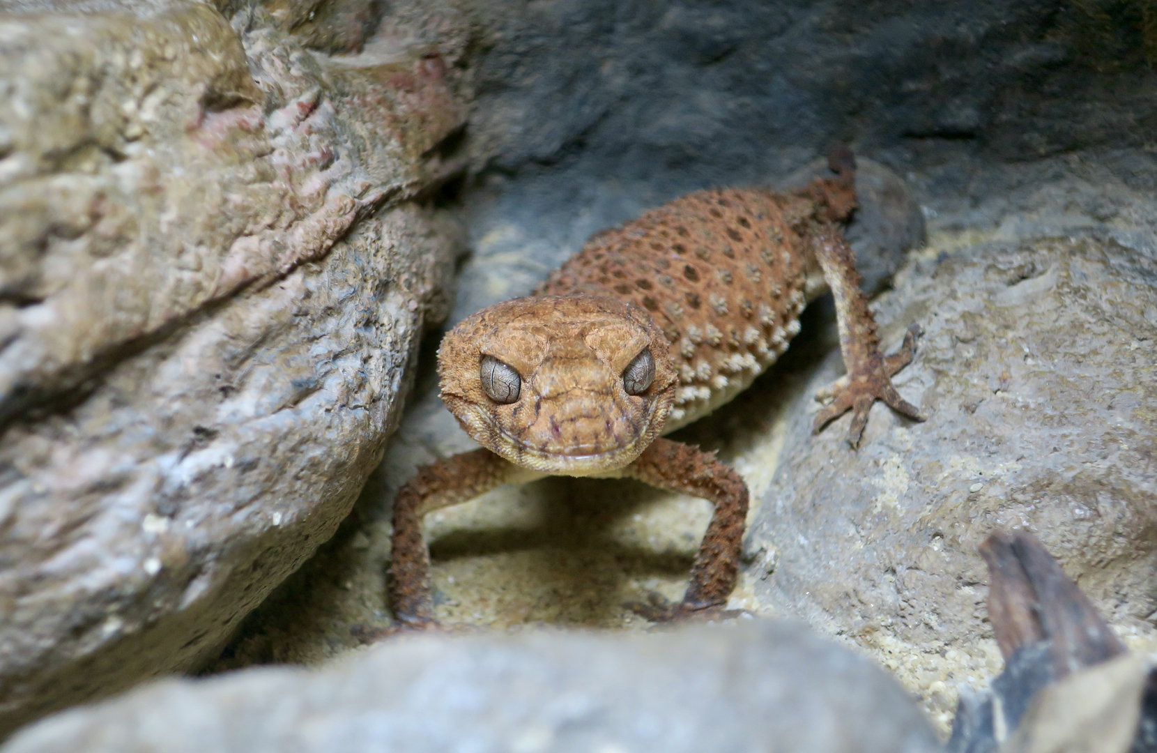 Centralian Rough Knob-Tailed Gecko (Nephrurus amyae)