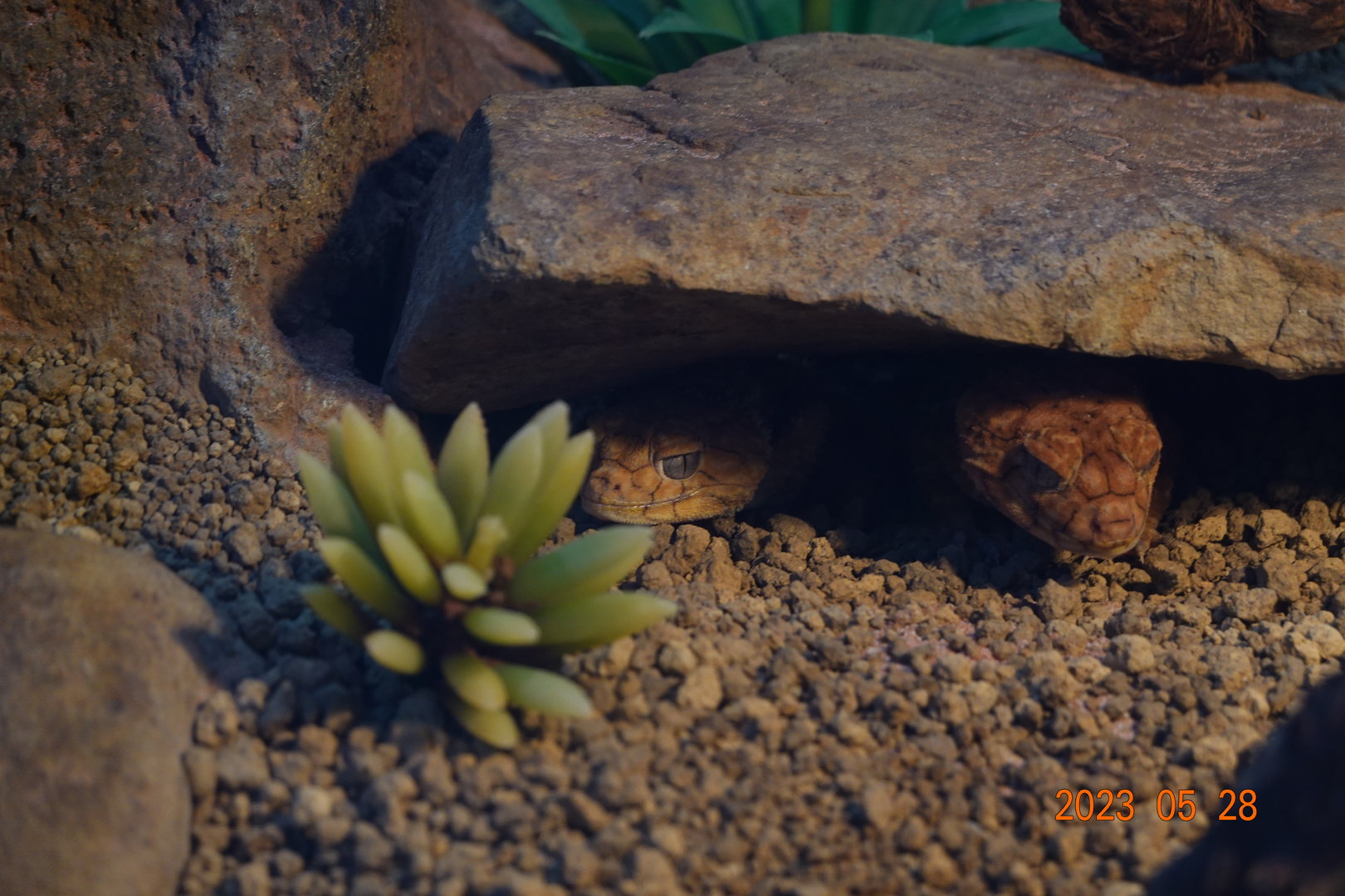 Centralian Rough Knob-tailed Gecko (Nephrurus amyae)