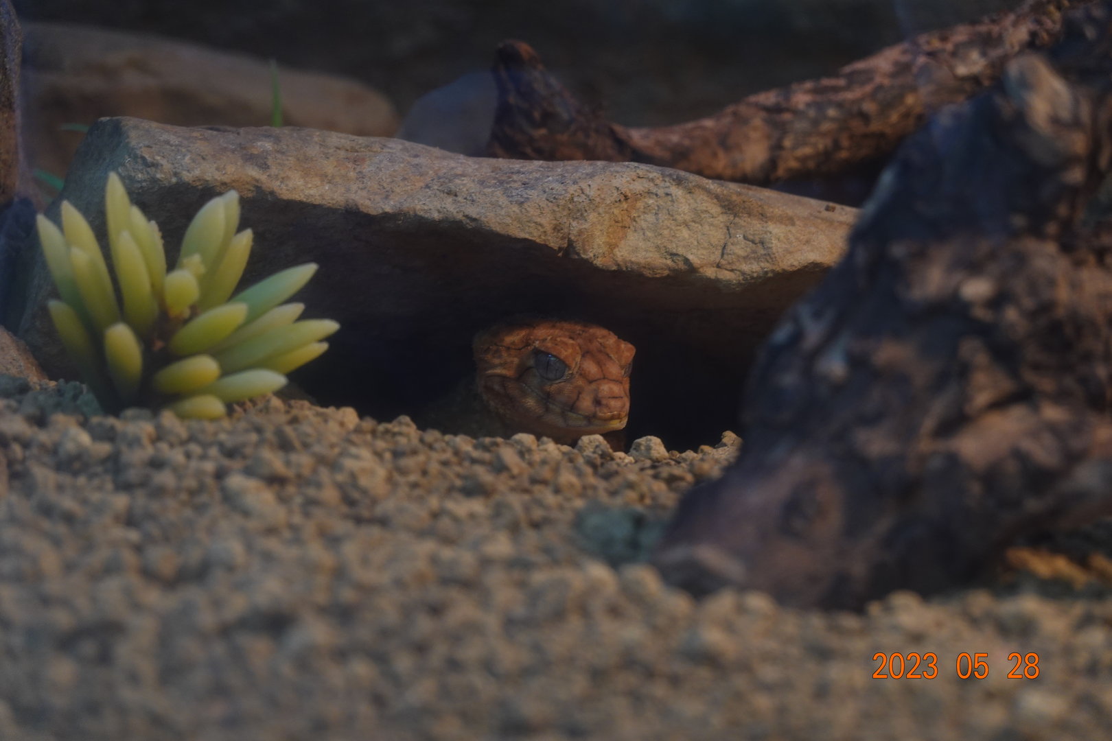 Centralian Rough Knob-tailed Gecko (Nephrurus amyae)