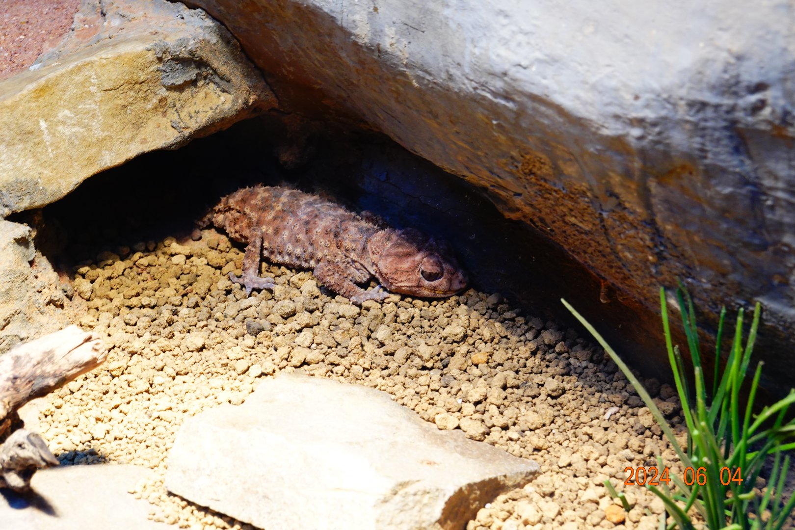 Centralian Rough Knob-tailed Gecko (Nephrurus amyae)