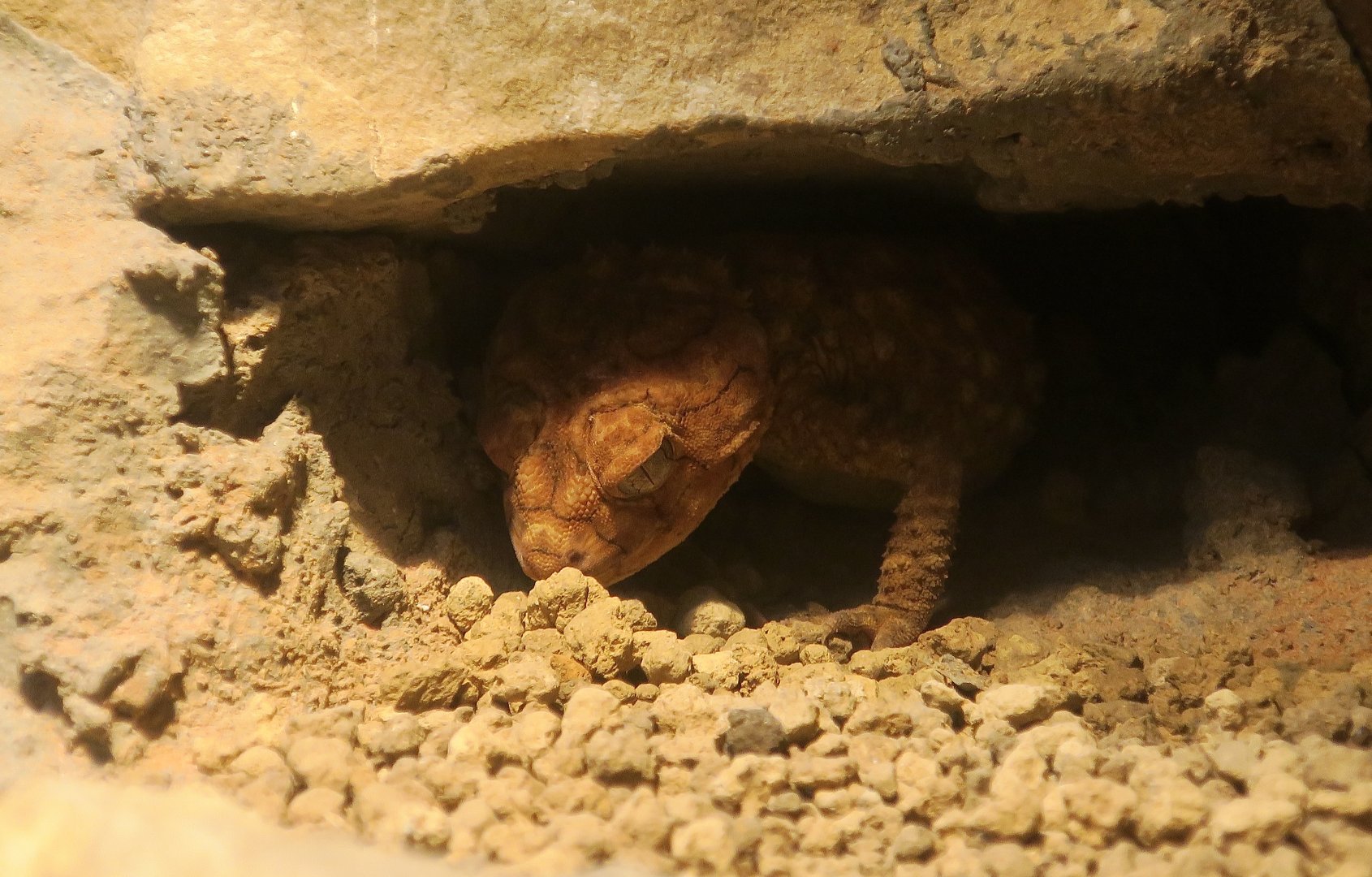 Centralian Rough Knob-Tailed Gecko (Nephrurus amyae)