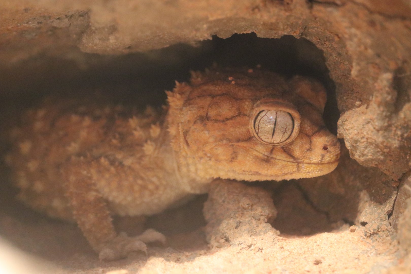 Centralian Rough Knob-tailed Gecko (Nephrurus amyae)
