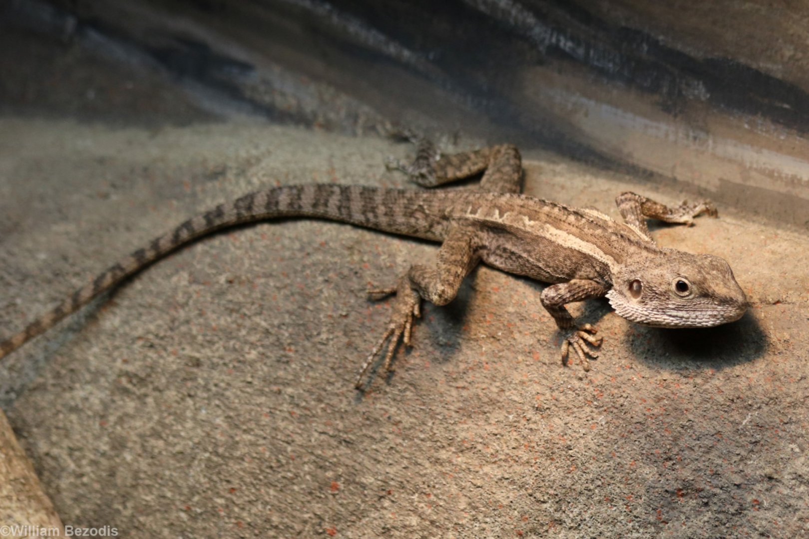 Centralian Tree Dragon