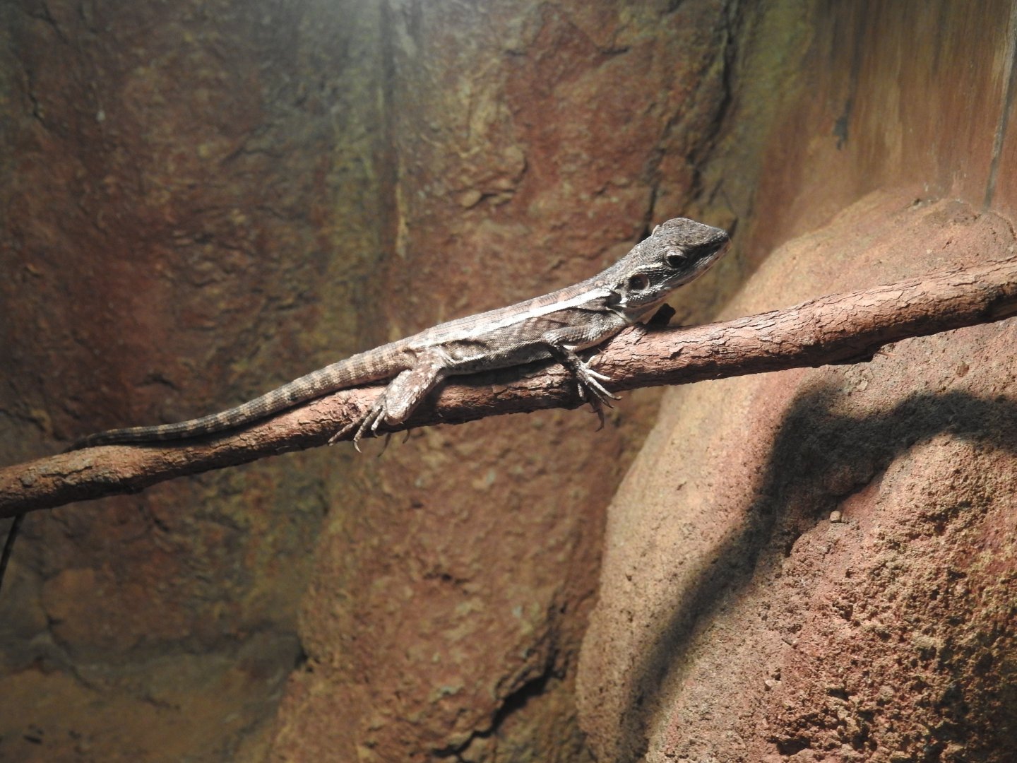 Centralian Tree-Dragon