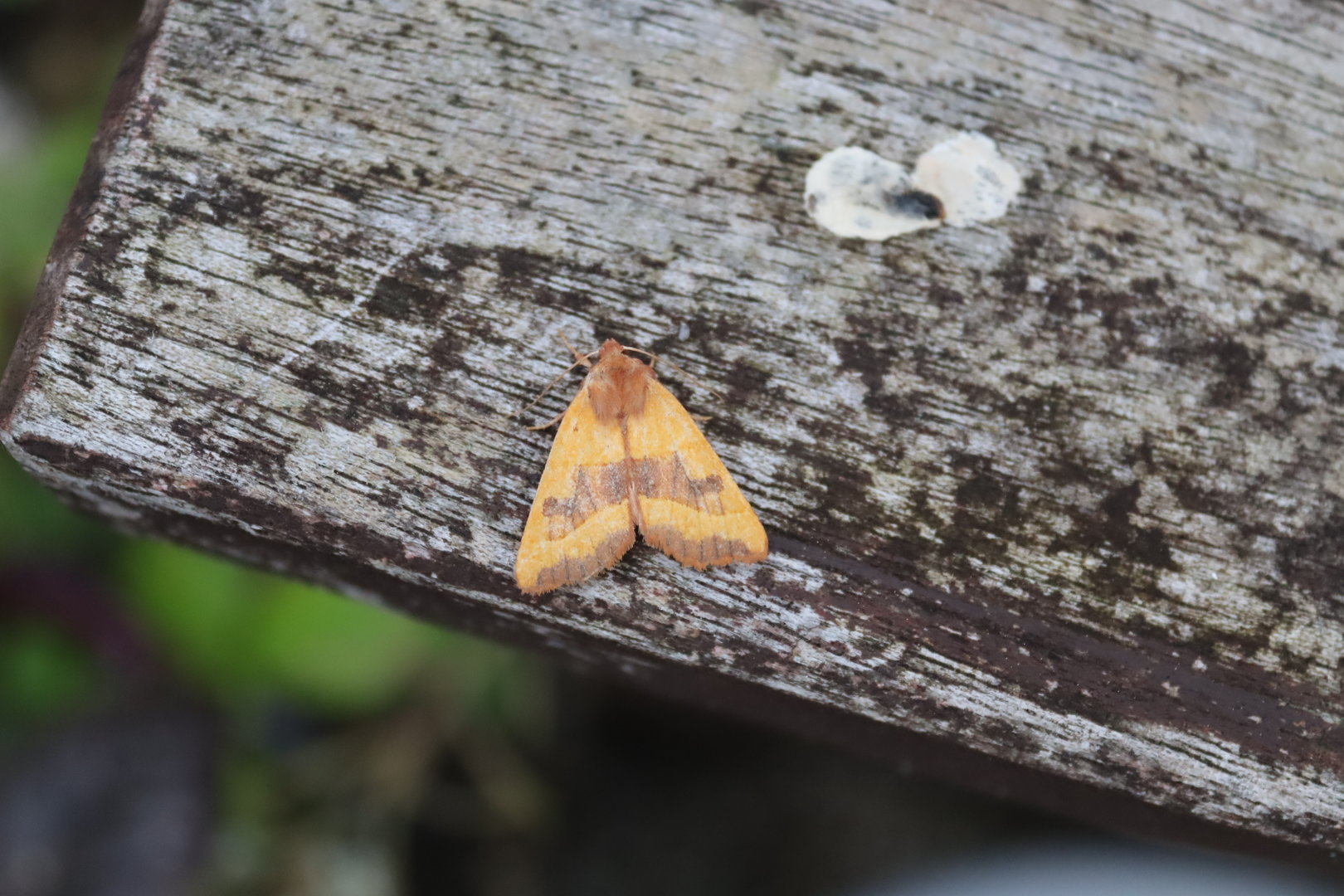Centre-barred Sallow (Atethmia centrago)