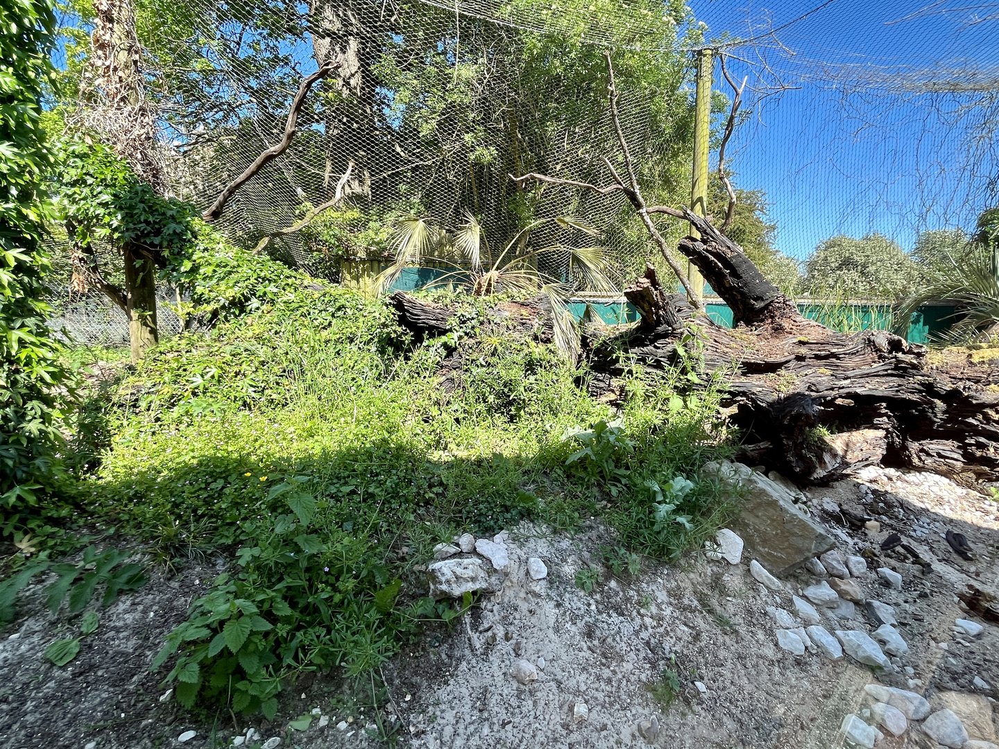 Centre of Caracara Exhibit