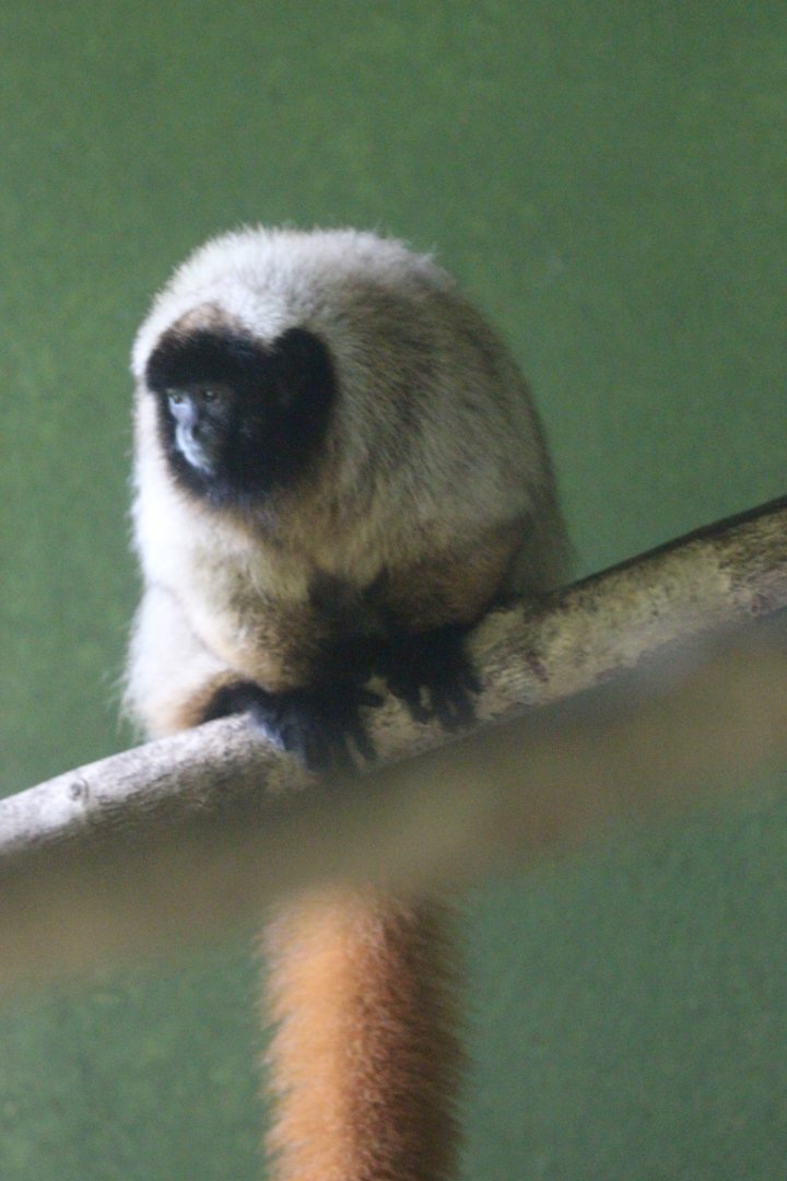 Centro De Primatologia RJ- Masked Titi3