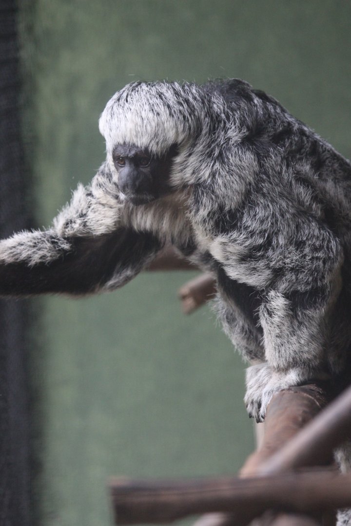 Centro De Primatologia RJ- Mittermeier Tapajos Saki8