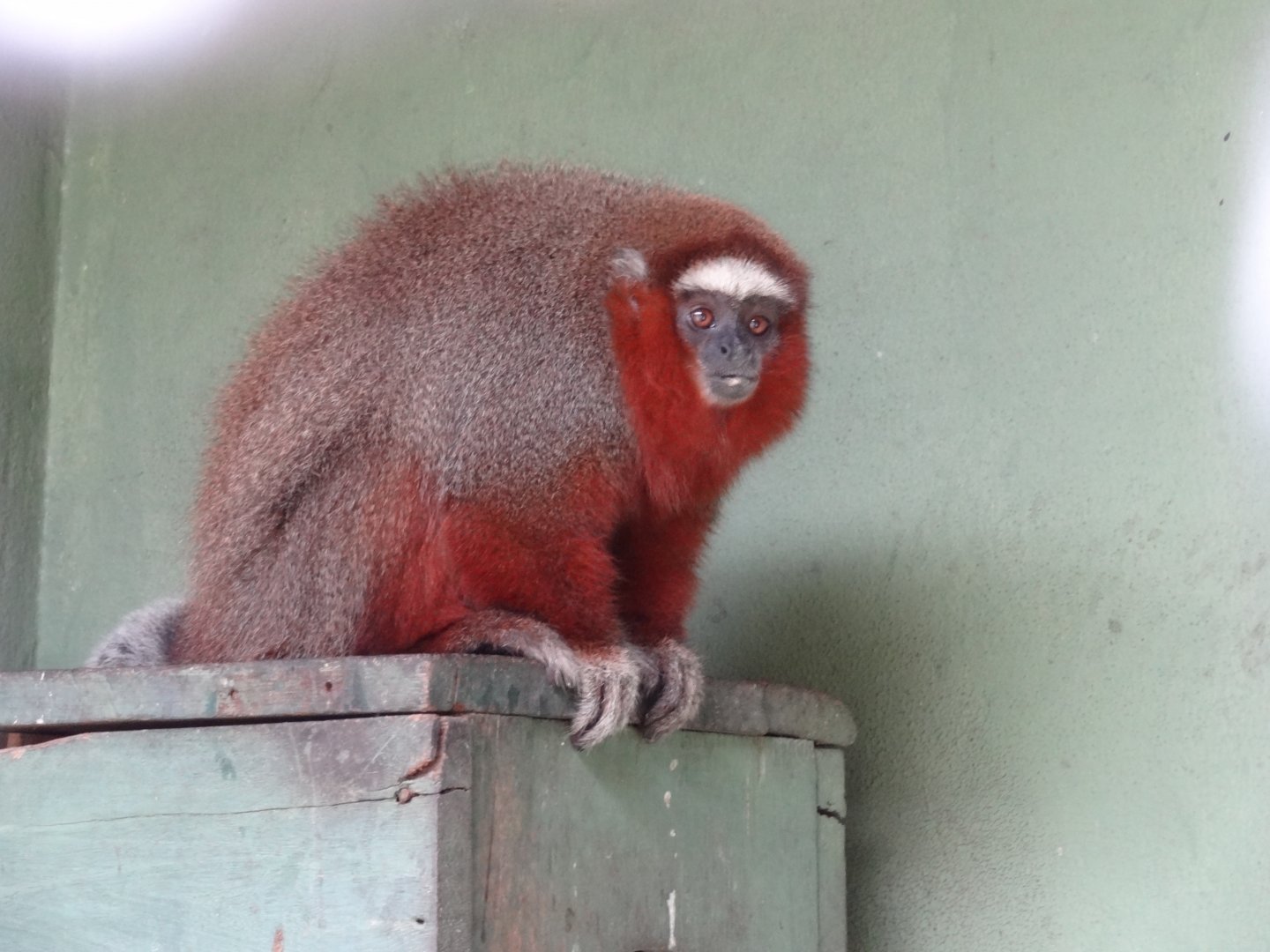 Centro De Primatologia RJ- OrnateTiti 7