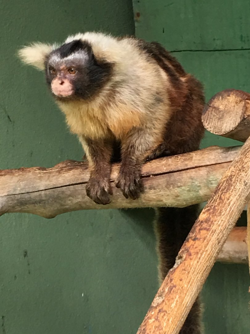 Centro De Primatologia RJ- Sagui De Santarém5