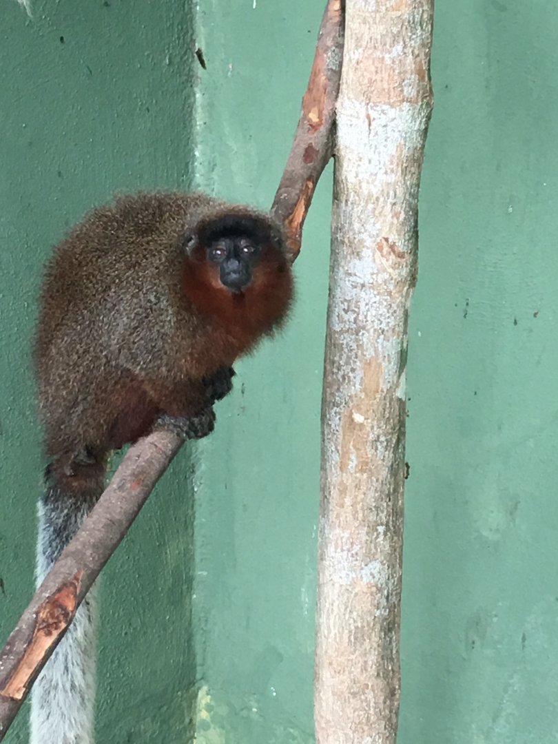 Centro De Primatologia RJ- Stephe Nash Titi Monkey2