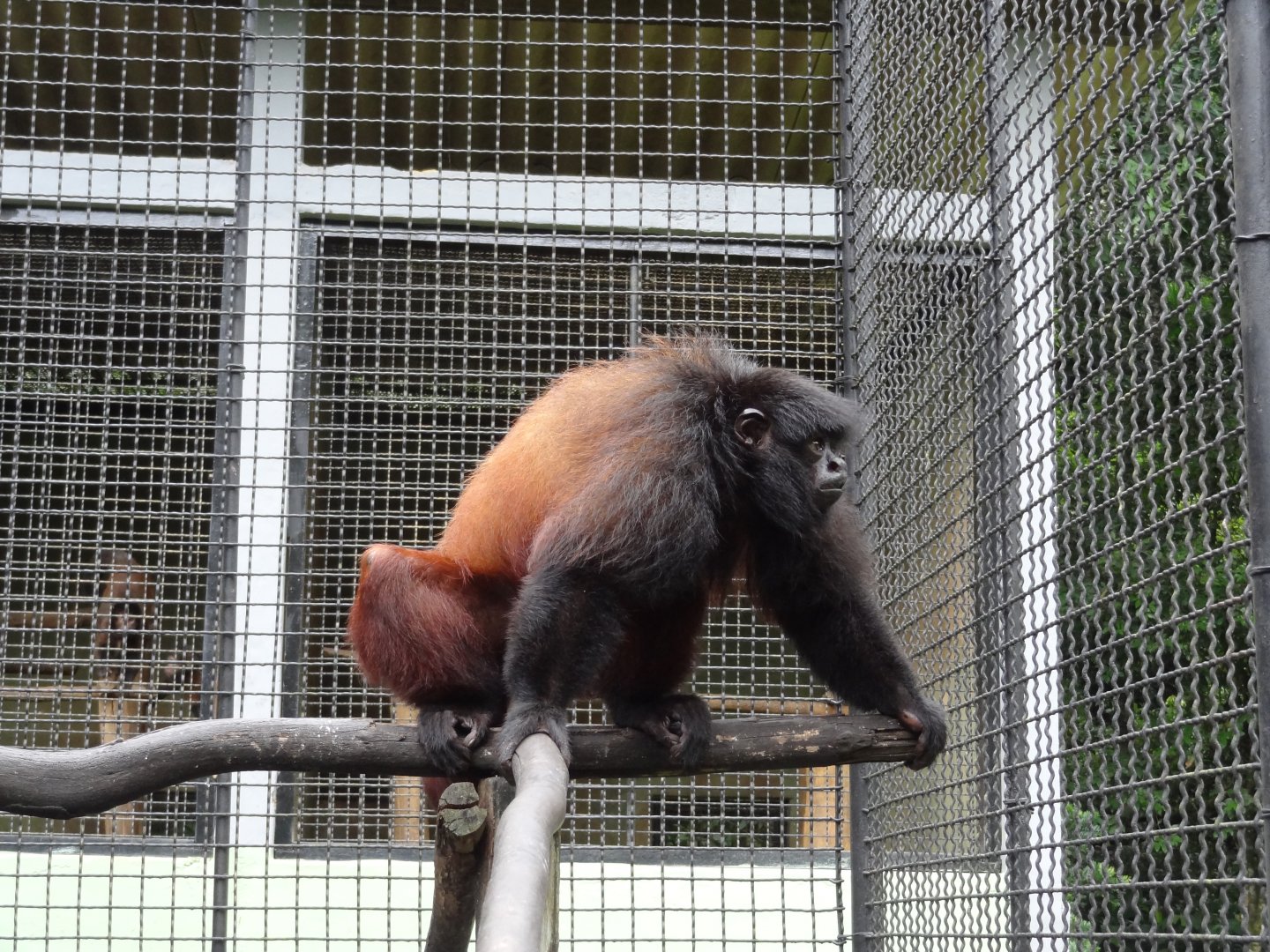 Centro De Primatologia RJ- Uacari Preto12