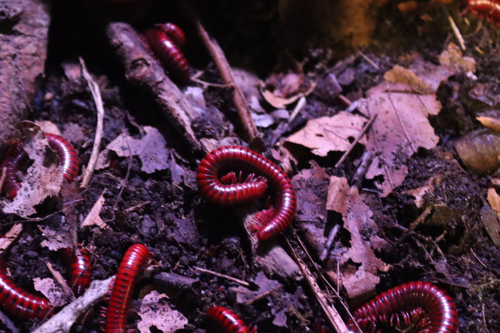 Centrobolus splendidus