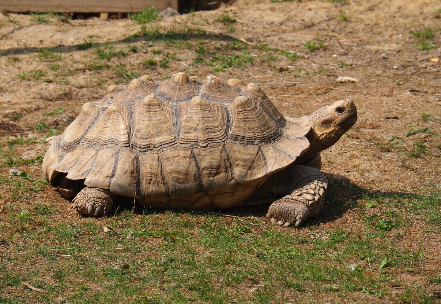 Centrochelys sulcata (Aug 28th, 2018)