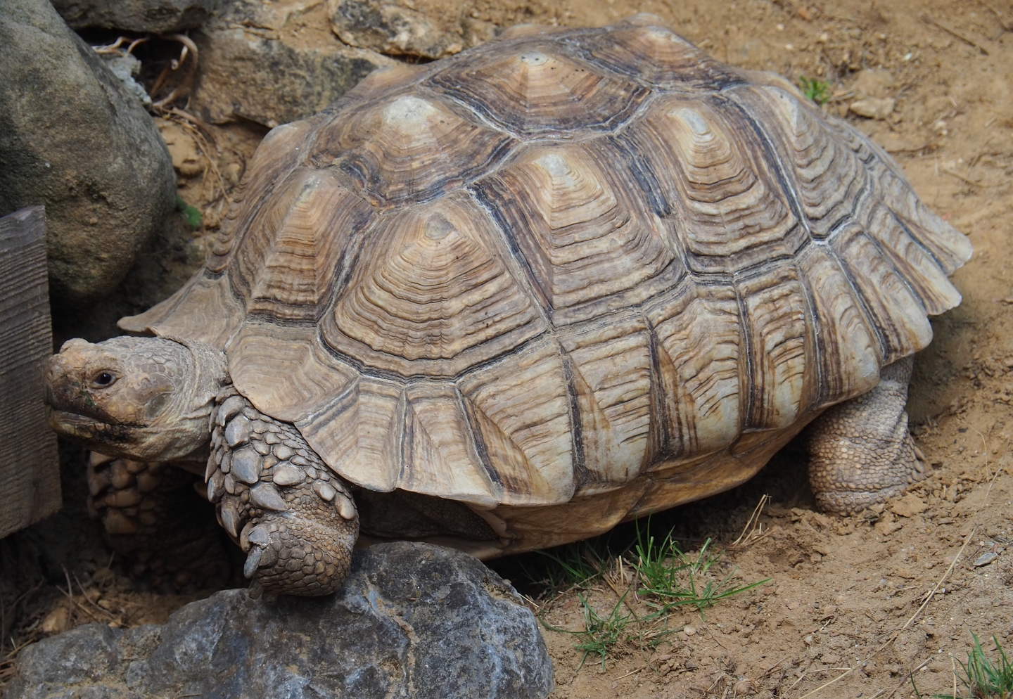 Centrochelys sulcata (Aug 28th, 2018)