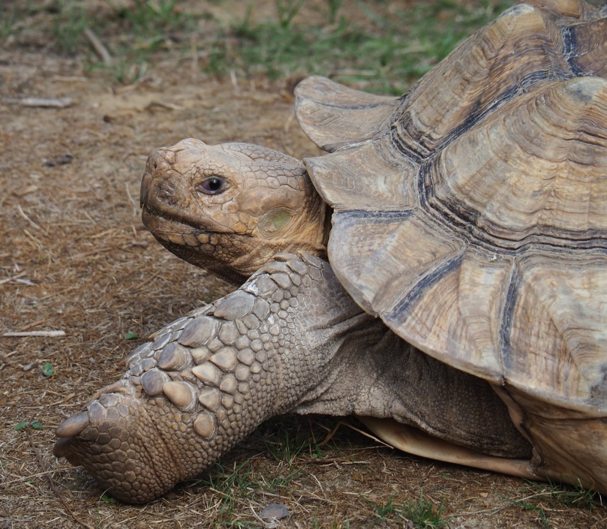 Centrochelys sulcata (Aug 28th, 2018)