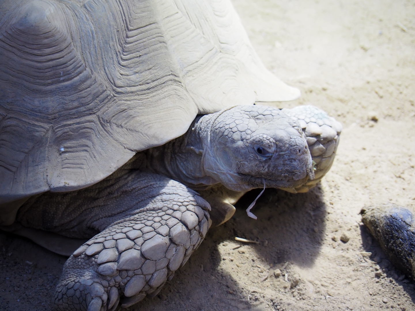 Centrochelys sulcata (Feb 27th, 2019)