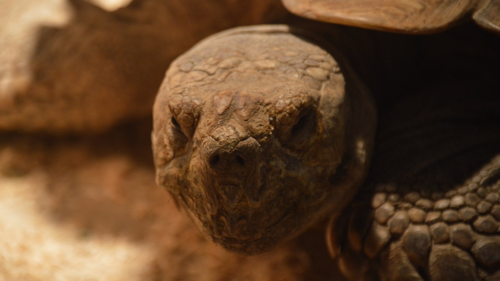 Centrochelys sulcata