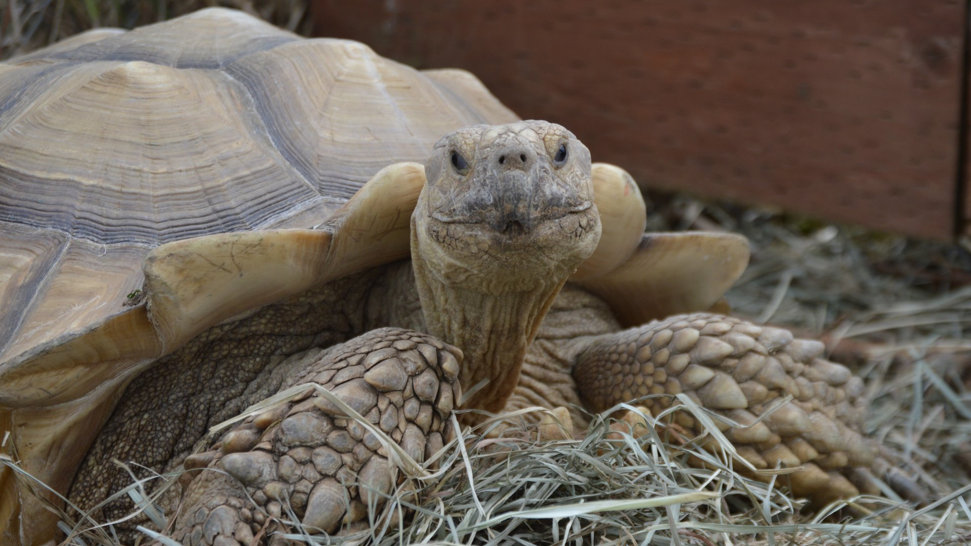 Centrochelys sulcata