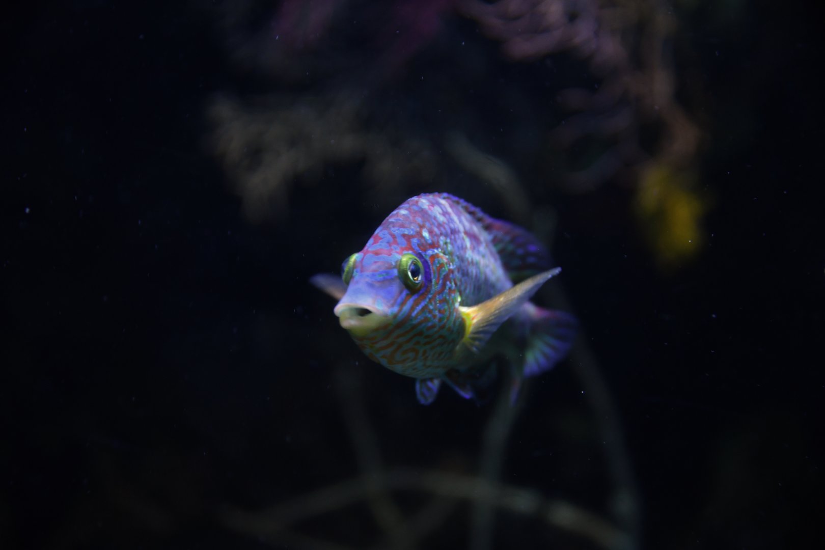 Centrolabrus exoletus