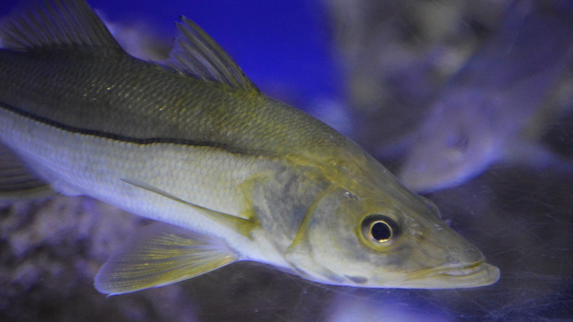 Centropomus undecimalis