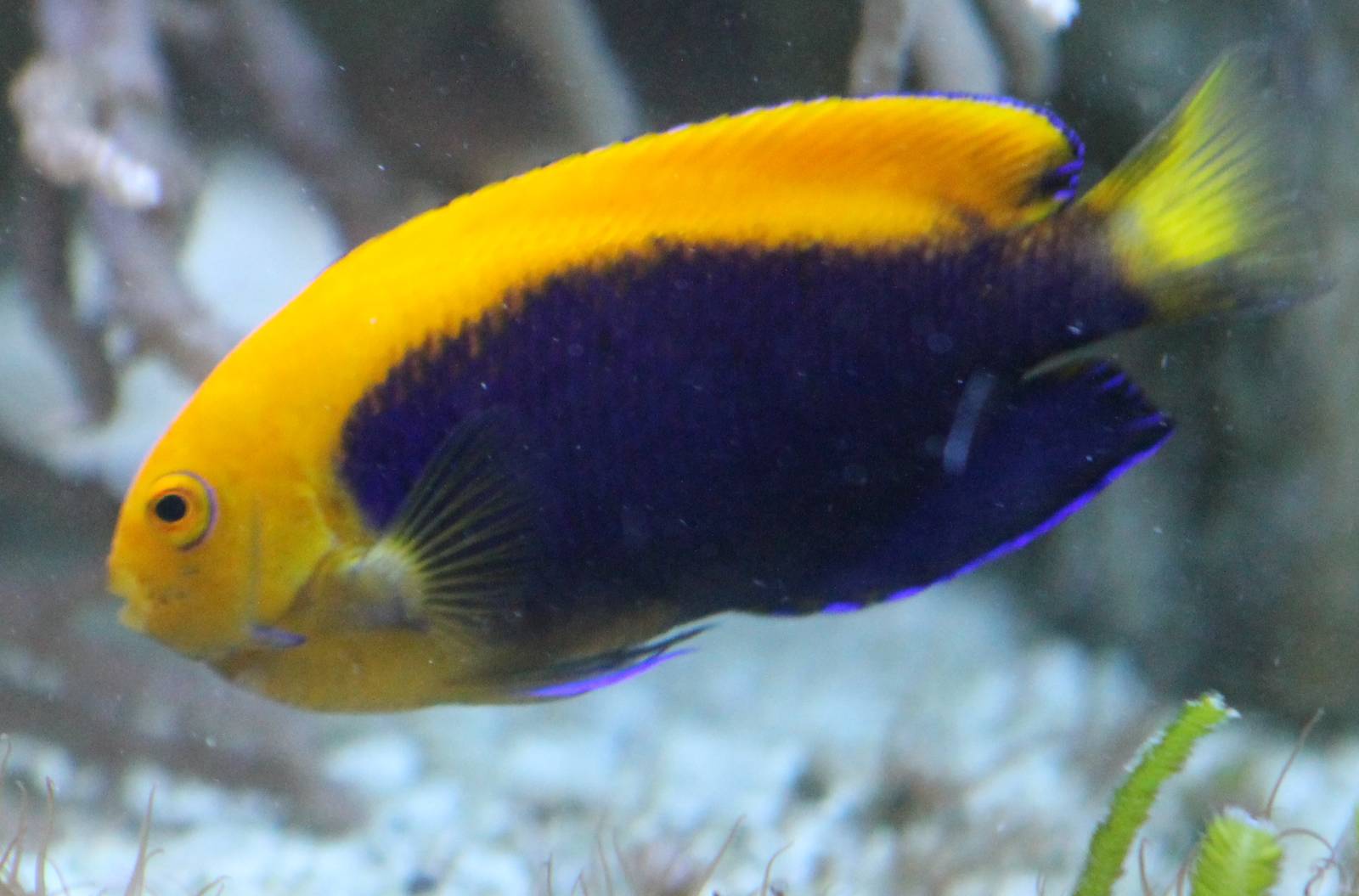 Centropyge acanthops