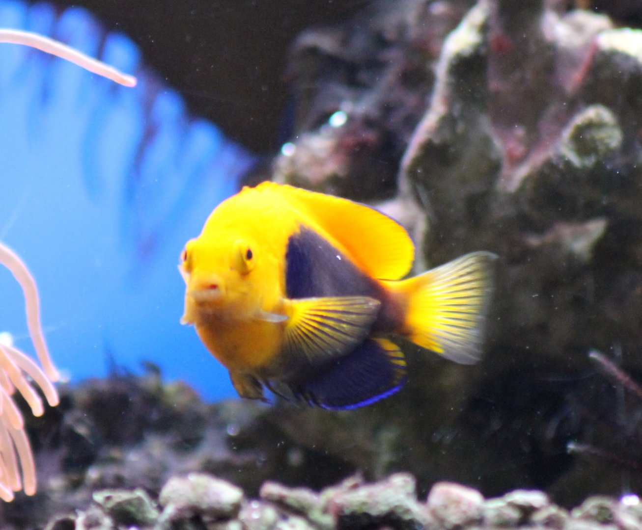 Centropyge acanthops