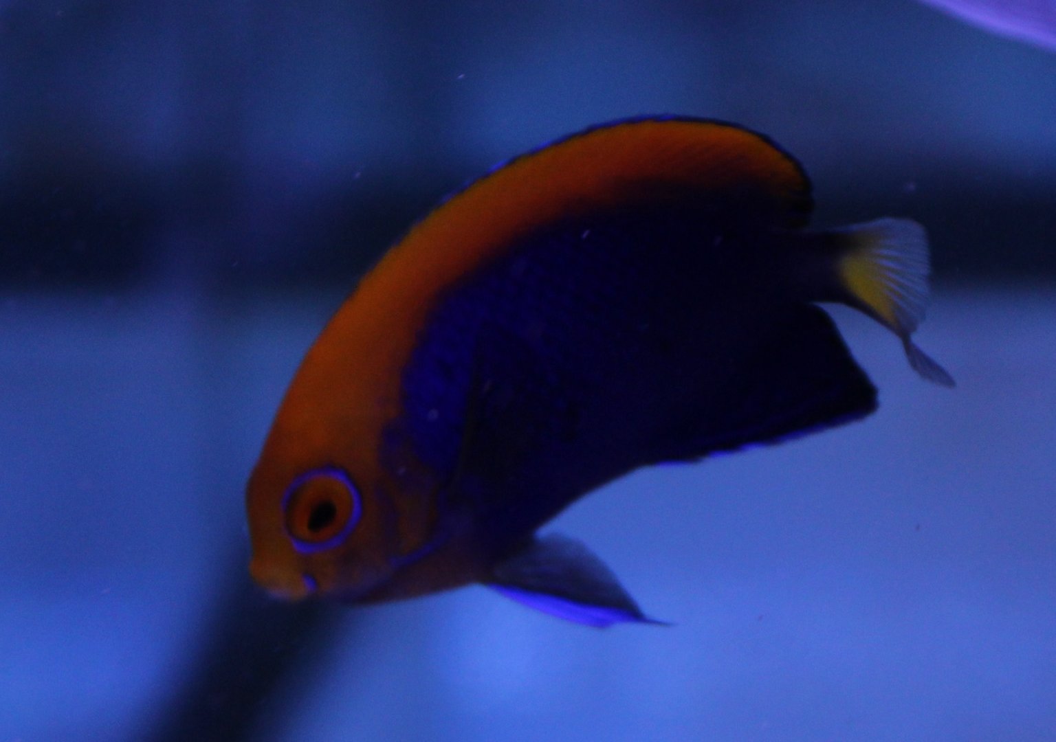 Centropyge acanthrops