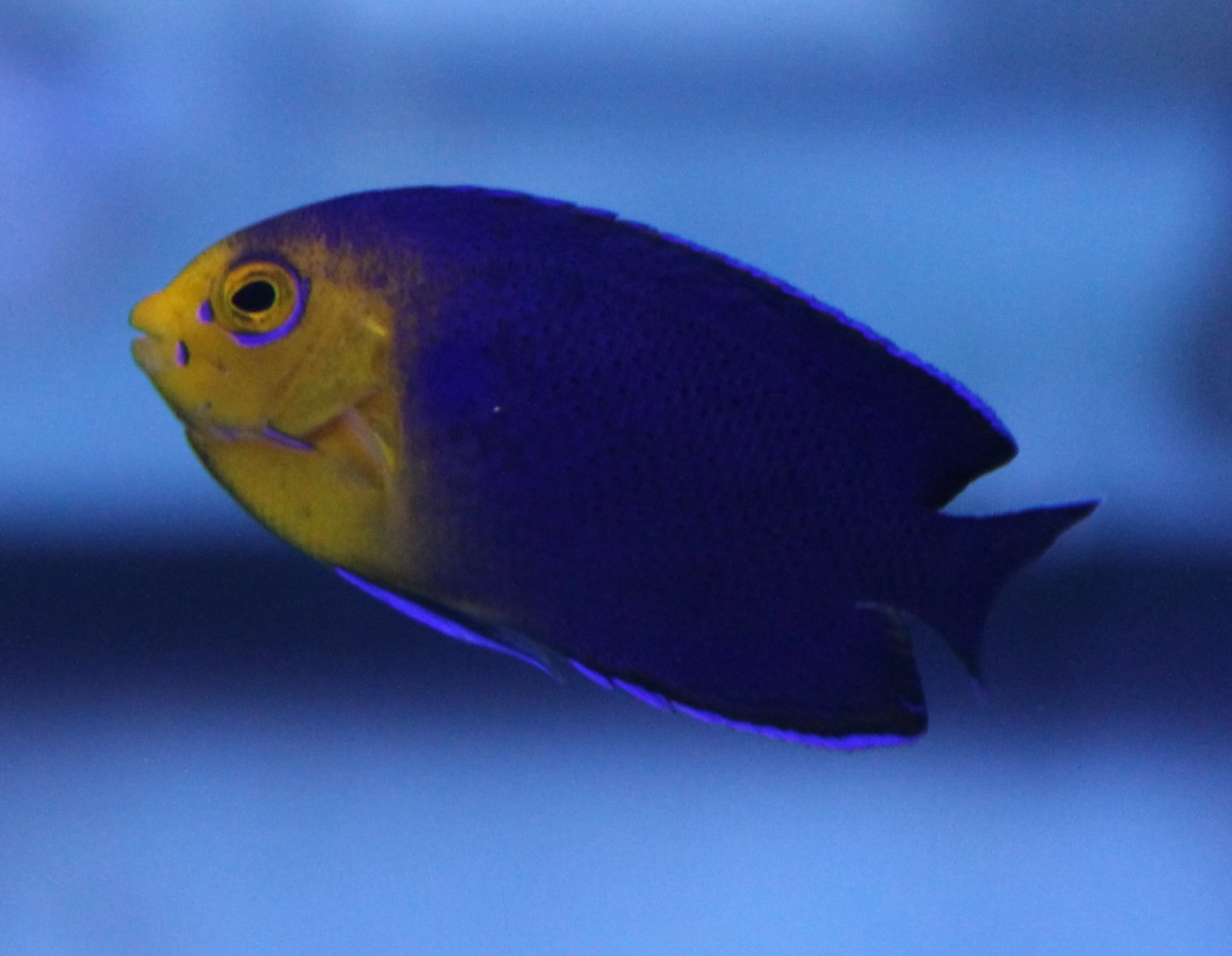 Centropyge agri - Cherubfish