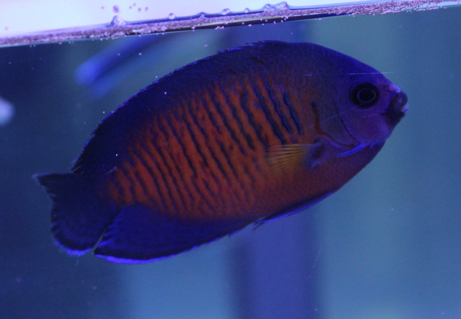 Centropyge bispinosa